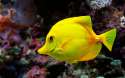 fish-6.jpg