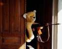 BAck upo there son imma teddy bear wiyth a gun.png