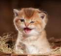 cute-kittens48.jpg