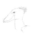 shoebill.png