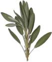The Soothing Sage.jpg
