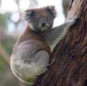 Panda_climbing_tree.jpg