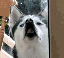 huskyplz.png