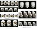 Human skull races differences.png