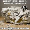 dog-humor-surprised-couch-explodes[1].jpg