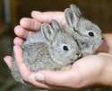 two small piegons.jpg