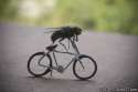 fly-on-bike-shopped-or-not.png