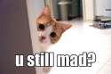 u still mad.jpg