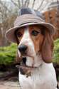 doggo hatimus (1142).jpg
