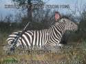 ZEBRA.jpg