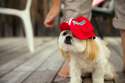 doggo hatimus (1134).jpg
