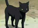 Yoruichi_Cat.jpg