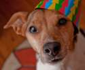 doggo hatimus (248).jpg