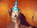 doggo hatimus (716).jpg