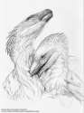 1462235185.leccathufurvicael_allopreening_smltext.png