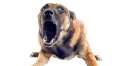 Dog-bite-prevention.jpg