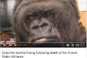 KOKO.png