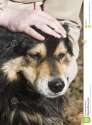 petting-friendly-dog-2827238.jpg