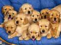 cutiepups.jpg