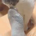 8644152703af0047386933893635bfc5.gif