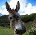 donkey.jpg