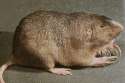 Geomys_bursarius.jpg
