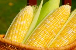 Corn.jpg
