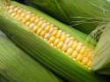 swcorn_BDEC10B87D1D0.jpg