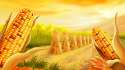 corn-field-673.jpg