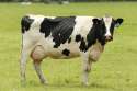 cow.jpg