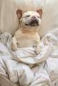 snugpug.jpg