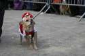 doggo hatimus (371).jpg