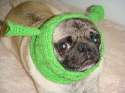 doggo hatimus (207).jpg