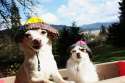 doggo hatimus (793).jpg