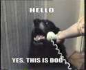 dog.jpg