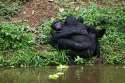 bonobo.jpg