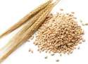 Barley11.jpg