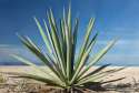 Agave.jpg