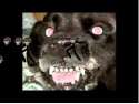 evil pupper.png