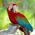 parrot-08[1].jpg