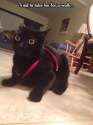 funny-picture-cat-belt-leash-black.jpg