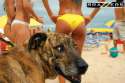 brazzers beach dog.jpg