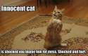 Innocent Cat.jpg