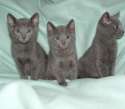 russian-blue-kittens.jpg