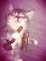 stonedcat.jpg