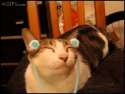 Happiest Cat in the World.gif