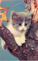 1960s really dead cat.jpg