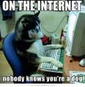 on-the-internet-nobody-knows-youre-a-dog-nobody-quote-2.jpg