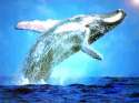 whales-and-dolphins.jpg