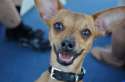 chiweenie.jpg